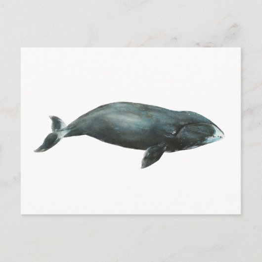 ホッキョククジラの水彩イラスト ポストカード (正面)
