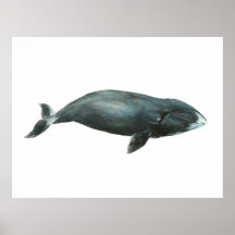 ホッキョククジラの水彩画イラスト