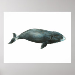 ホッキョククジラの水彩画イラスト ポスター