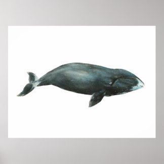 ホッキョククジラの水彩画イラスト ポスター