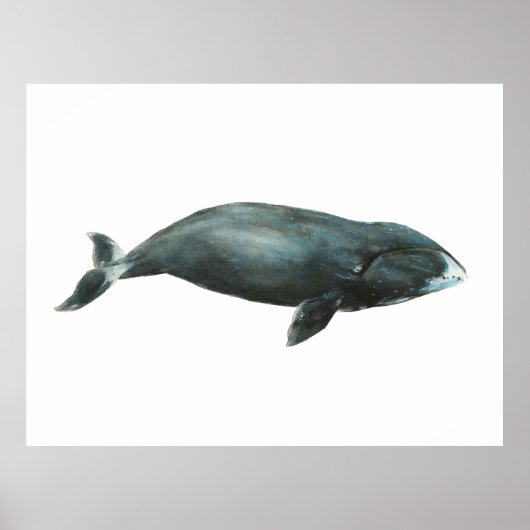 ホッキョククジラの水彩画イラスト ポスター (正面)