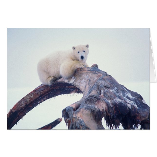 ホッキョクグマがセイウチのあごの骨の上にいる (正面横)