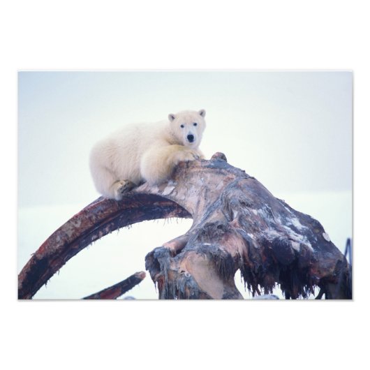 ホッキョクグマがセイウチの顎の骨の上にいる、 フォトプリント (正面)