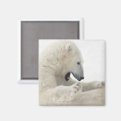 ホッキョクグマが他のクマと戦う マグネット (正面/裏面)