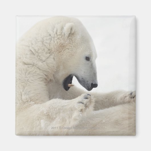 ホッキョクグマが他のクマと戦う マグネット (正面)