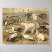 ホッキョクグマと北極圏の動物の友人ヴィンテージ ポスター (正面)