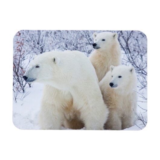 ホッキョクグマと2頭の子グマ マグネット (横)