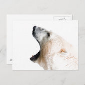 ホッキョクグマのうなり ポストカード (正面/裏面)