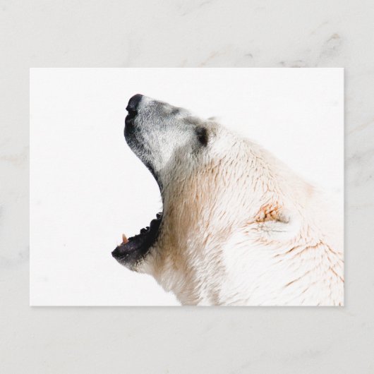 ホッキョクグマのうなり ポストカード (正面)