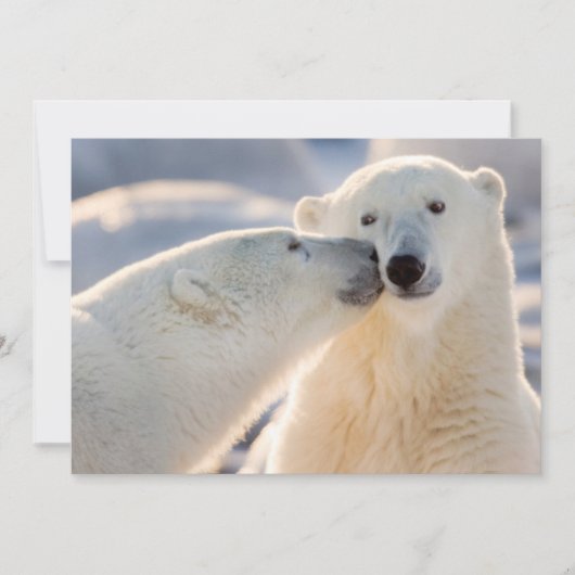 ホッキョクグマのキス シーズンカード (正面)