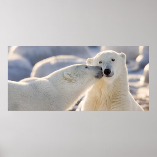 ホッキョクグマのキス ポスター (正面)