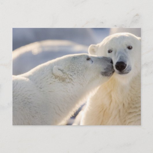 ホッキョクグマのキス ポストカード (正面)