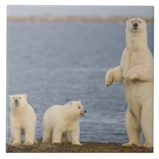 ホッキョクグマの子グマと母親 タイル (正面)