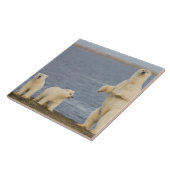 ホッキョクグマの子牛とその母親 タイル (側面)