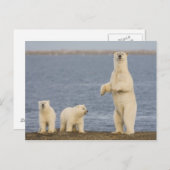 ホッキョクグマの子牛とその母親 ポストカード (正面/裏面)