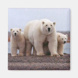 ホッキョクグマの家族 マグネット