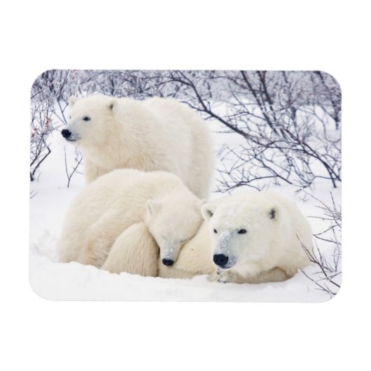 ホッキョクグマの母と二頭の子3 マグネット (横)