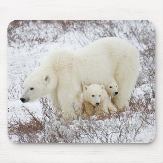 ホッキョクグマの母と二頭の子 マウスパッド (正面)