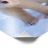 ホッキョクグマの種で、パック氷の上の子牛、沿岸 フォトプリント (角)