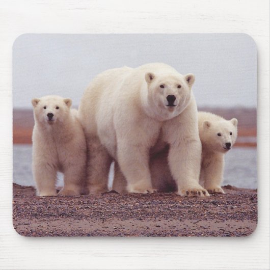 ホッキョクグマの親子写真 マウスパッド (正面)