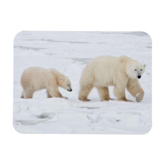ホッキョクグマの親子 マグネット (横)
