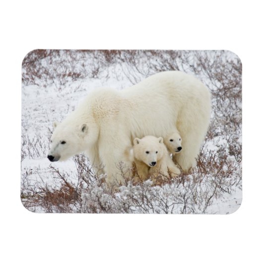 ホッキョクグマの親子 マグネット (横)