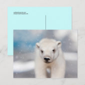 ホッキョクグマはがき ポストカード (正面/裏面)