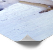 ホッキョクグマは子牛で播種する ポスター (角)