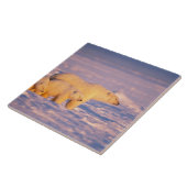 ホッキョクグマは春の子を産む凍ってい タイル (側面)