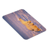 ホッキョクグマは春の子を産む凍ってい マグネット (右側)