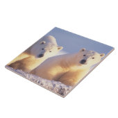 ホッキョクグマは、パック氷の上にカブと播種 タイル (側面)