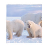 ホッキョクグマは、沿岸のパックアイスに子牛を播種 ノートパッド (正面)