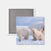 ホッキョクグマは、沿岸のパックアイスに子牛を播種 マグネット (正面/裏面)