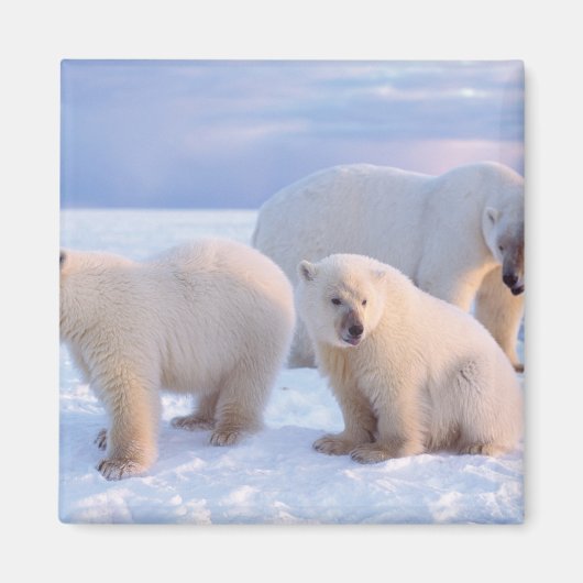 ホッキョクグマは、沿岸のパックアイスに子牛を播種 マグネット (正面)