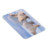 ホッキョクグマは、沿岸のパックアイスに子牛を播種 マグネット (右側)