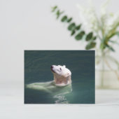 ホッキョクグマ休息 ポストカード (スタンド正面)