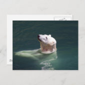 ホッキョクグマ休息 ポストカード (正面/裏面)