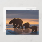 ホッキョクグマ科 ポストカード (正面/裏面)