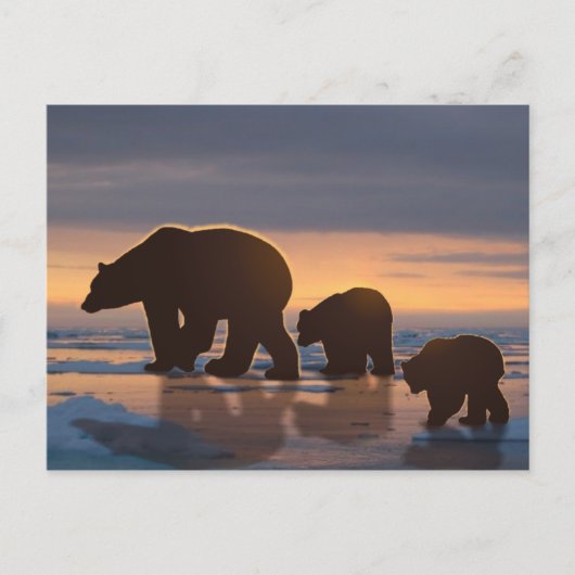 ホッキョクグマ科 ポストカード (正面)