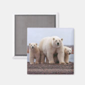 ホッキョクグマ科 マグネット (正面/裏面)