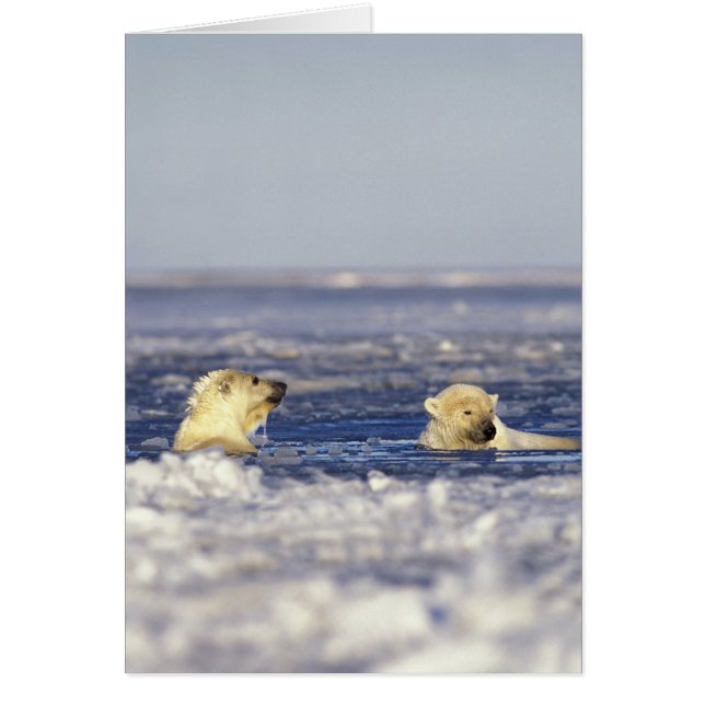 ホッキョクグマ遊の (正面)