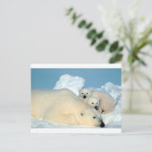 ホッキョクグマ1 ポストカード (スタンド正面)