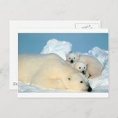 ホッキョクグマ1 ポストカード (正面/裏面)