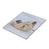 ホッキョクグマ、ウルソマリティムス転が、クブの3 タイル (側面)