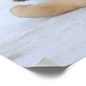 ホッキョクグマ、ウルソマリティムス転が、クブの3 ポスター (角)