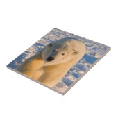 ホッキョクグマ、ウルソマリティムス、氷上のホッキグマ タイル (側面)