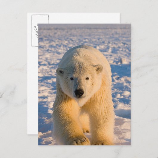 ホッキョクグマ、ウルソマリティムス、氷上のホッキグマ ポストカード (正面/裏面)