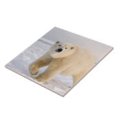 ホッキョクグマ、ウルソマリティムス、氷雪上、2 タイル (側面)