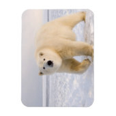 ホッキョクグマ、ウルソマリティムス、氷雪上、2 マグネット (縦)