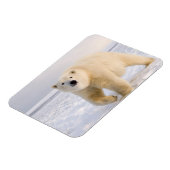 ホッキョクグマ、ウルソマリティムス、氷雪上、2 マグネット (左側)